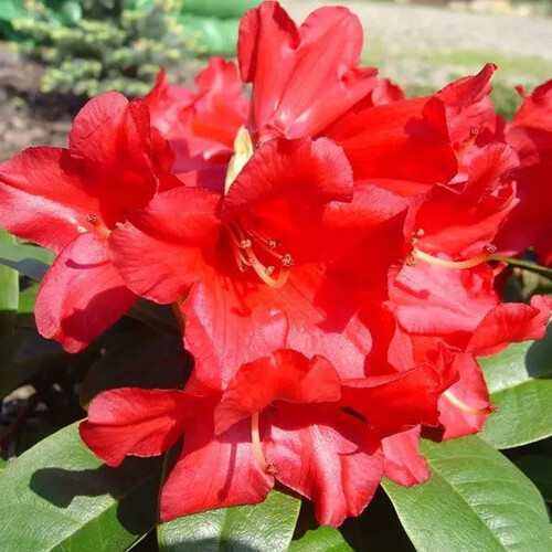 Рододендрон Bengal (Бенгал),1л