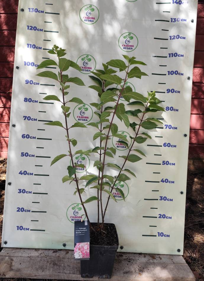 Гортензія волотиста Living Strawberry Blossom, 4л