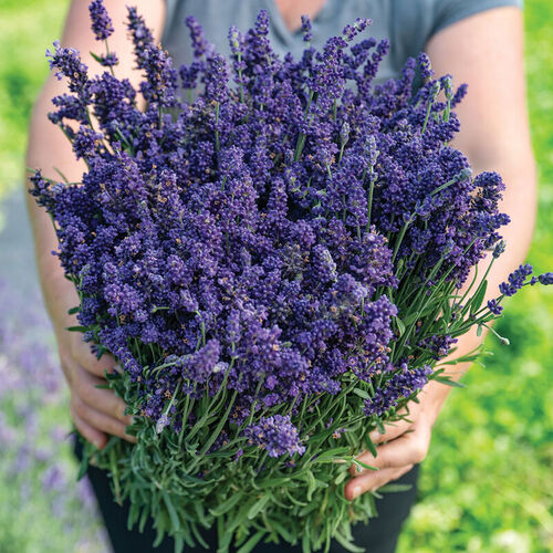 Лаванда вузьколиста Ellagance Purple, контейнер 2,5 л