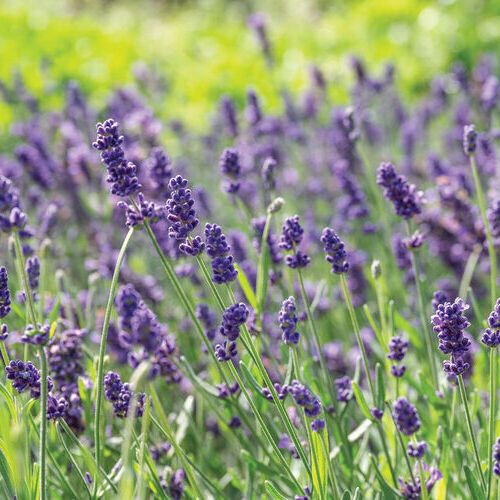Лаванда вузьколиста Ellagance Purple, контейнер 1л