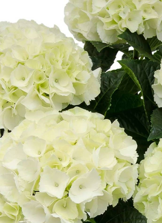 Гортензія крупнолиста Саксон Брайт Увайт (Saxon Bright White) F10-12