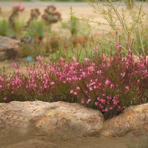 Гаура варієгатна Dark Pink (Дарк Пінк, Baby Butterfly), p9
