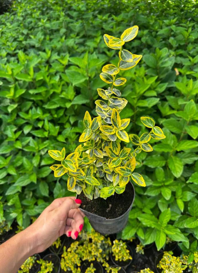 Бересклет Форчуна Emerald Gold (Емеральд Голд), 1л