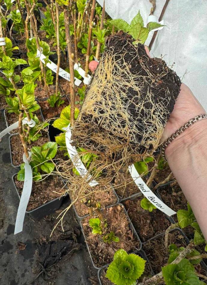Гортензія широколиста Ред Барон (Hydrangea macrophylla Red Baron), р9