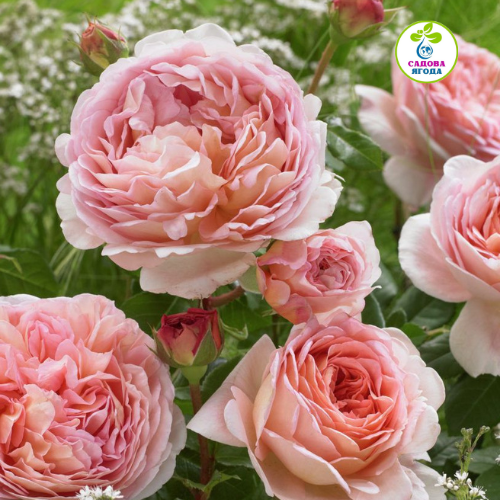 Троянда Абрахам Дербі (Abraham Darby), Д.Остіна