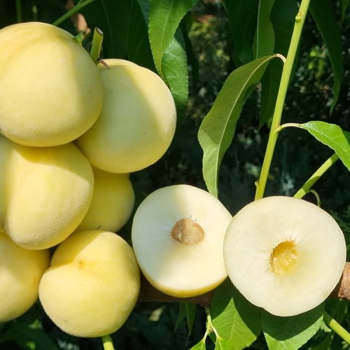 Персик Айс Піч, 2 роки (білий)