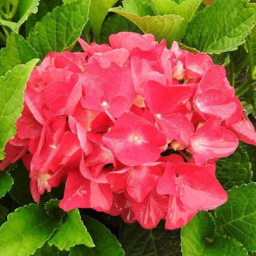 Гортензія широколиста Альпенглюхен (Hydrangea macrophylla Alpengluhen), 2л