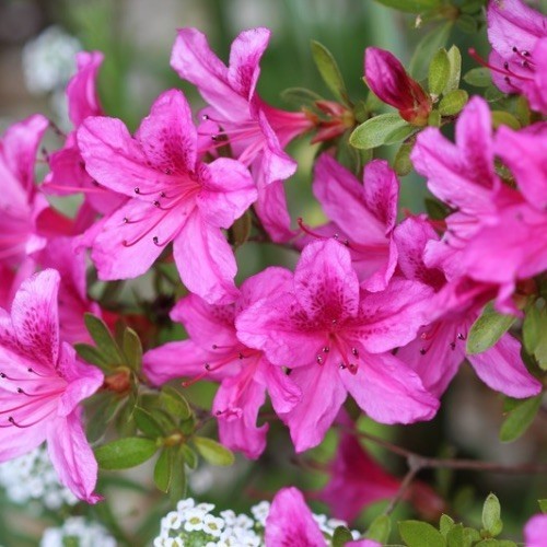 Азалія японська Кьонінг Штайн (Azalea japonica ‘Königstein’)