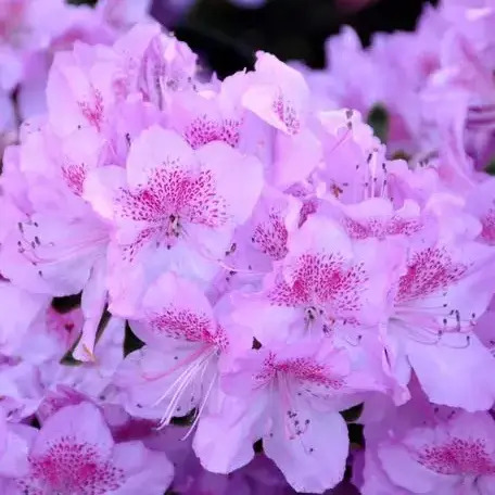 Азалія японська ‘Леді Каненса’ (Azalea japonica ‘Lady Kanensa’)