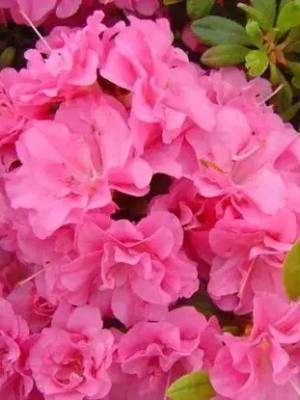 Азалія японська 'Розінетта' (Azalea japonica 'Rosinetta')