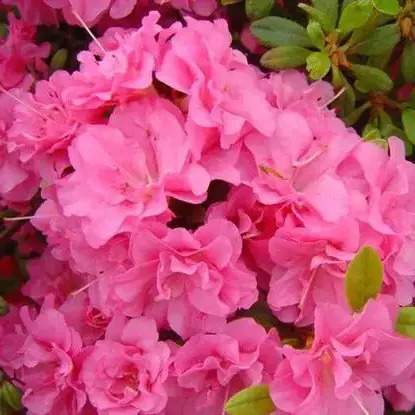 Азалія японська ‘Розінетта’ (Azalea japonica ‘Rosinetta’)