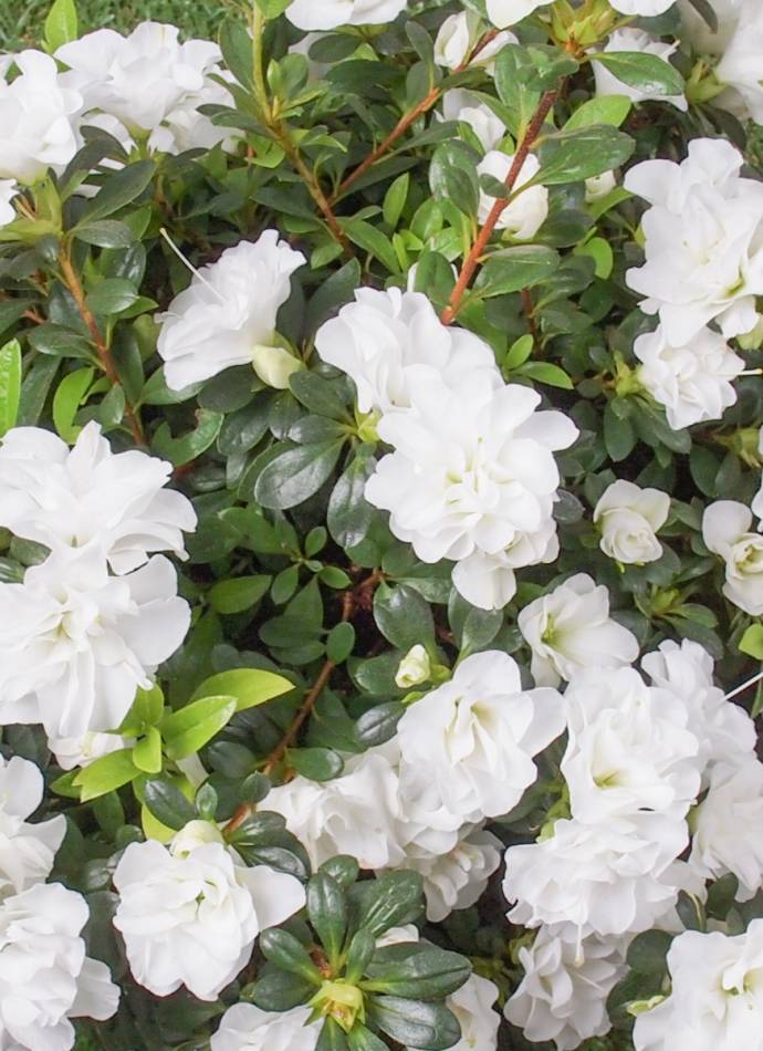Азалія японська Шнііперла (Azalea japonica ‘Schneeperle’)