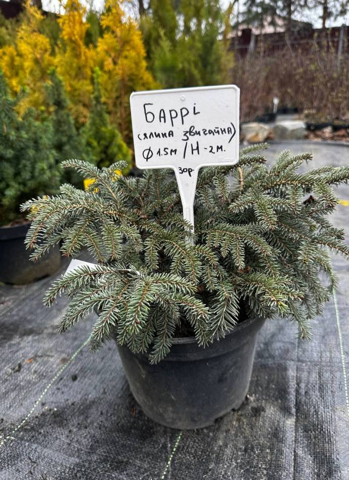 Ялина Баррі, 5 л