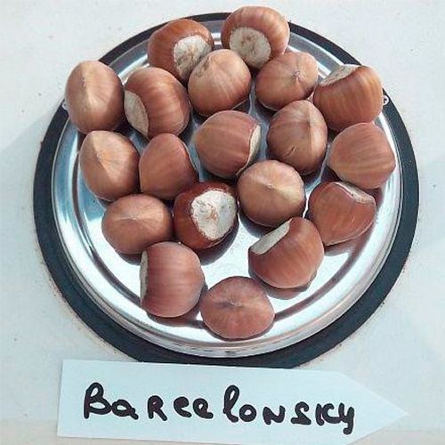 Фундук Барселонський, 2 роки