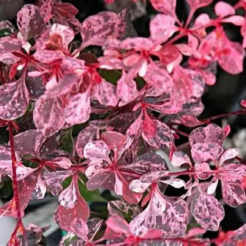 Барбарис Пінк Аттракшн (Pink Attraction),р9