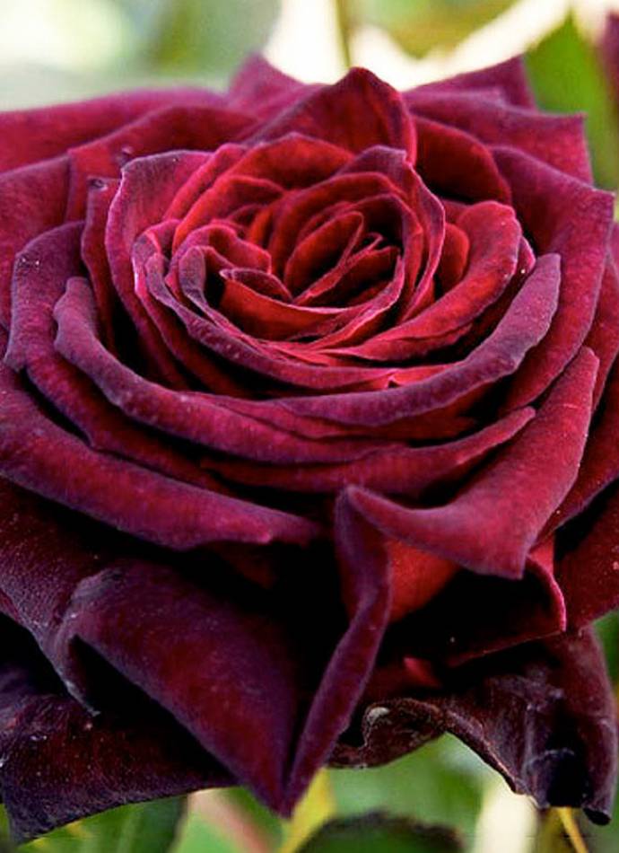Троянда "Black Baccara" (Блек Баккара)