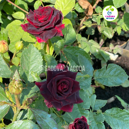 Троянда "Black Baccara" (Блек Баккара)