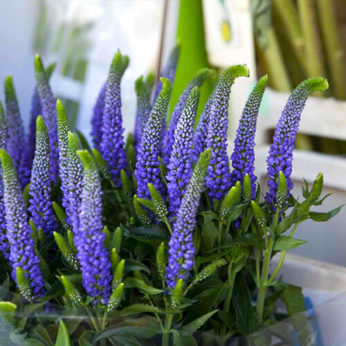 Вероніка Blue Indigo (Індіго Блу), p9