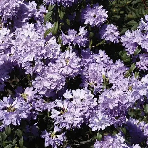 Азалія японська ‘Блу Тіт’ (Azalea japonica ‘Blue Tit’)