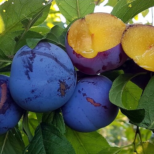 Диплоїдна слива Блю Кармен, 2 роки