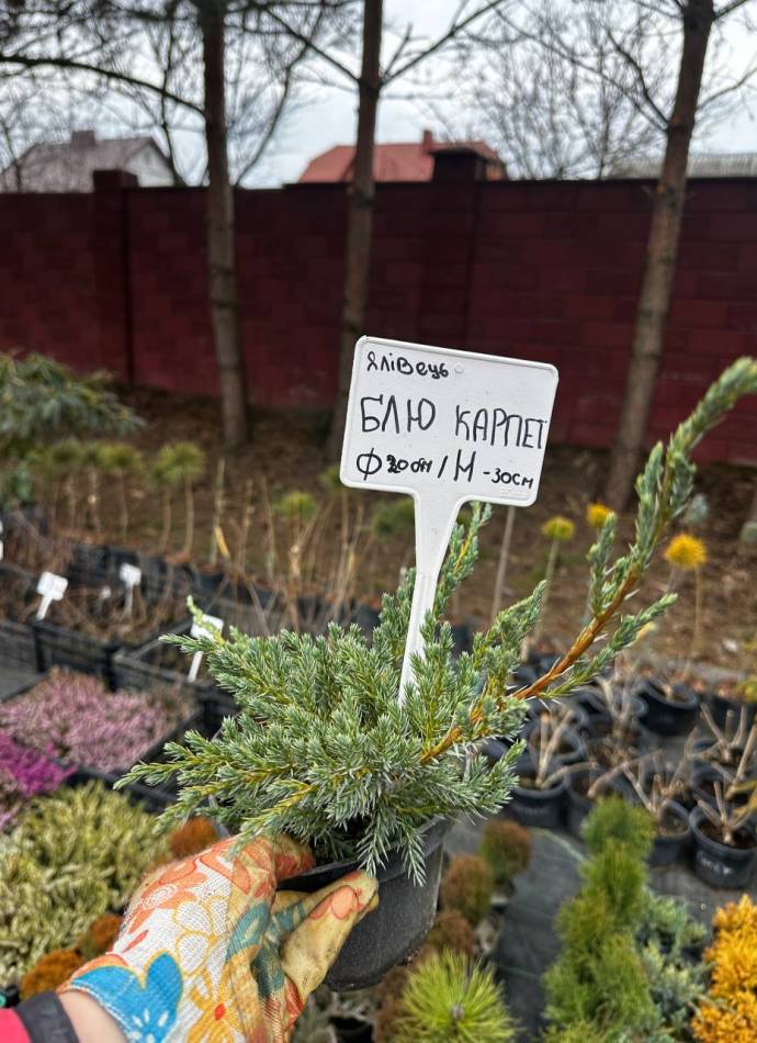 Ялівець Блю Карпет, 1,5 л