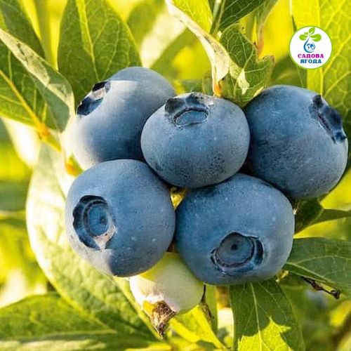 Саджанці лохини "Bluecrop" ("Блюкроп") 3 річні