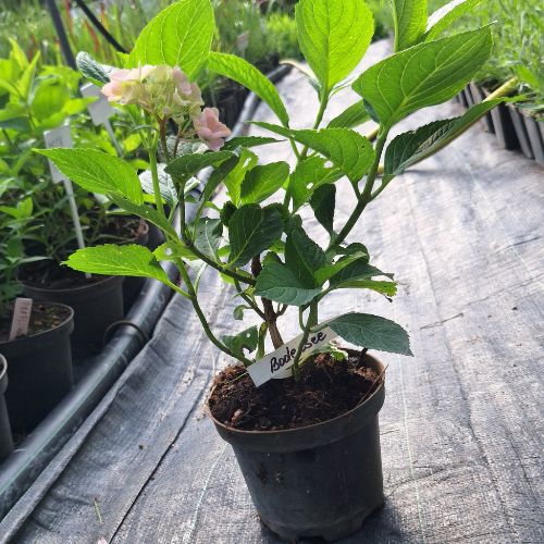 Гортензія широколиста Боденсі (Hydrangea macrophylla Bodensee), 2л