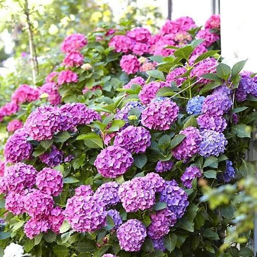 Гортензія широколиста Буккет Роуз (Hydrangea macrophylla Bouquet Rose), 2л