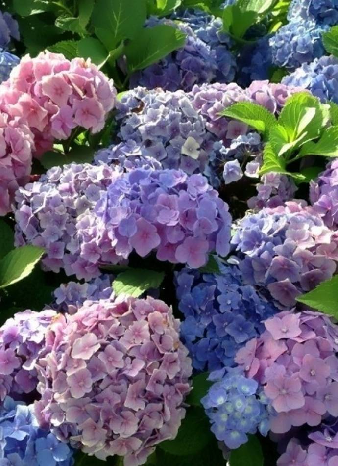 Гортензія широколиста Боденсі (Hydrangea macrophylla Bodensee), 2л