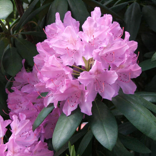 Рододендрон Catawbiense Grandiflorum (Котобієнце), 3 л