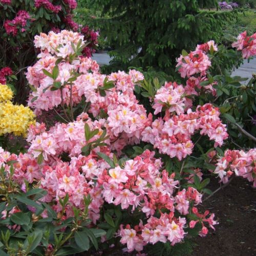 Азалія листопадна Cecile (Сесіль) 2р 3л