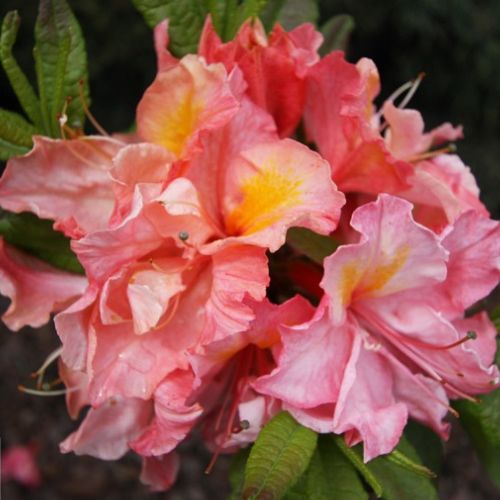 Азалія листопадна Cecile (Сесіль) 2р 3л