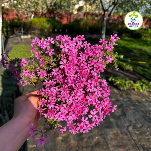 Флокс Crimson Beauty (рожевий) Крімсон Б'юті, 1,5л