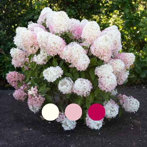 Гортензія волотиста Living Raspberry Pink, 4л