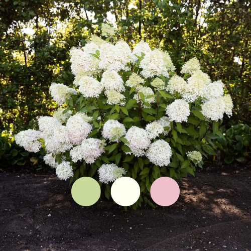 Гортензія волотиста Living Royal Flower, 4л