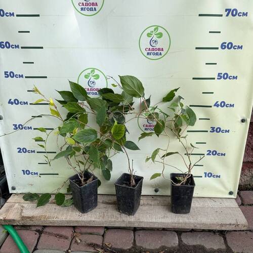 Актинідія Чоловіча Дон Жуан (запилювач для актинідії), 0,5л