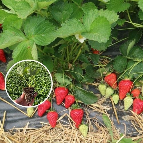 Саджанці ранньої полуниці Джусі (Giusy), закрита коренева