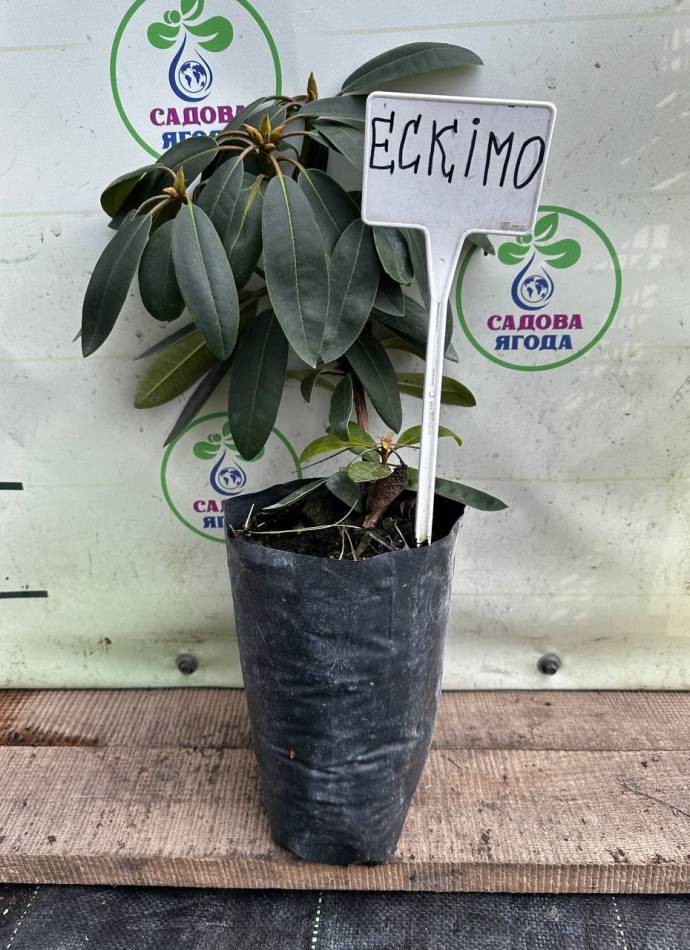 Рододендрон Ескімо (Eskimo), 3л