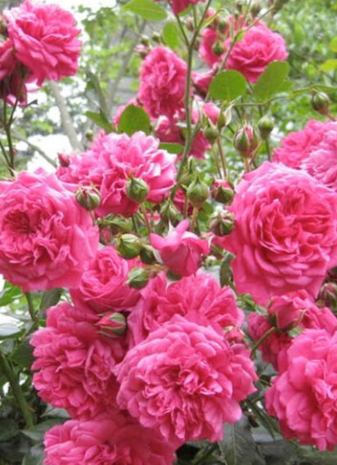 Троянда "Family Pink" ("Фемелі пінк") рожева