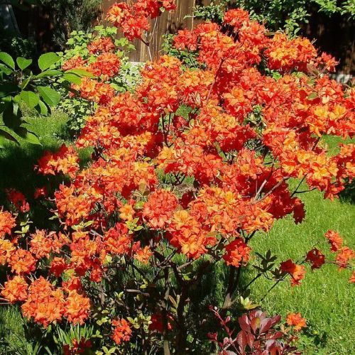 Азалія листопадна Feurwerk (Феєрверк) 2р 3л