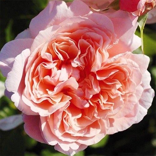 Троянда Роз Де Толбіак (Rose de Tolbiac)