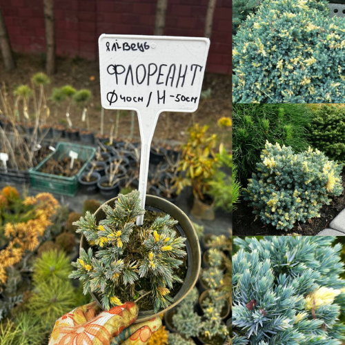 Ялівець Флоріант, 1,5 л