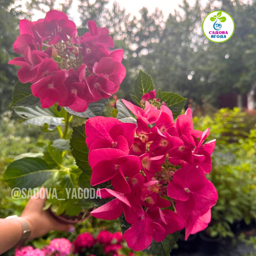 Гортензія крупнолиста Фрісбі Хот Пінк (Frisbee Hot Pink) f10-f12