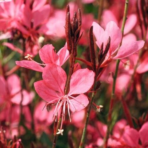 Гаура варієгатна Dark Pink (Дарк Пінк, Baby Butterfly), p9