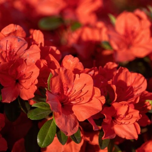 Азалія японська Гейша Оранж (Azalea japonica ‘Geisha Orange’)
