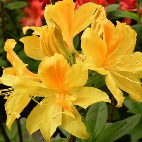 Азалія листопадна Goldtopas (Голдтопаз) 2р 3л