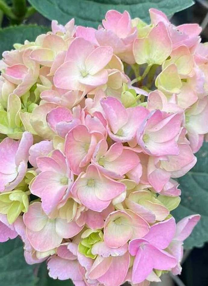 Гортензія широколистна рожева (HYDRANGEA MACROPHYLLA PINK)