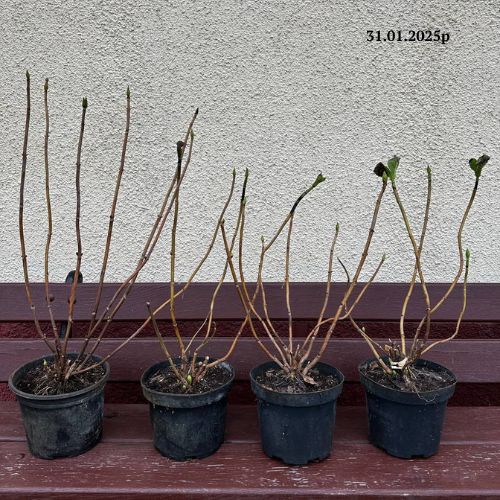 Гортензія широколистна рожева (HYDRANGEA MACROPHYLLA PINK), 3л