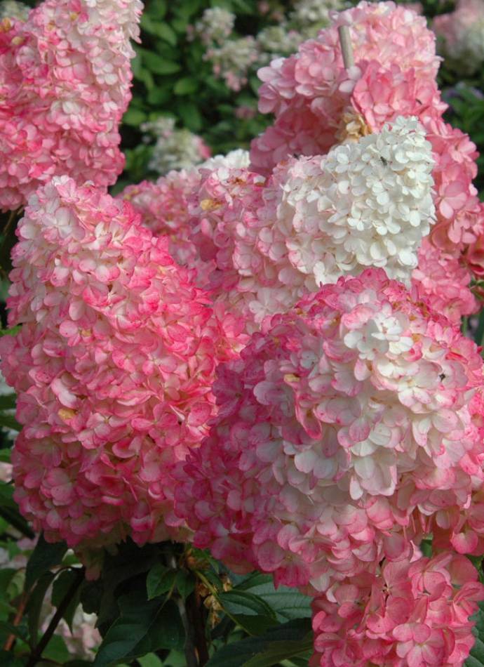 Гортензія волотиста Fraise Melba (Фрайз мельба), 1л