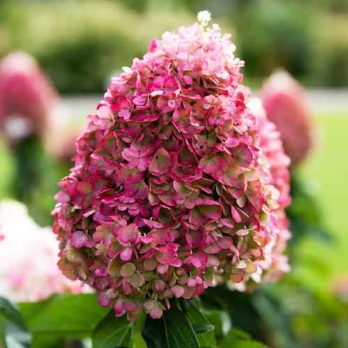Гортензія волотиста Лівінг Пінк Проміс. (Living Pink Promise), 0,5л